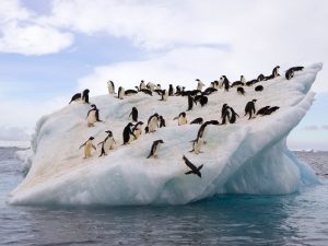Айсберг дом пингвина